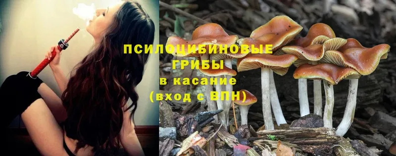 Галлюциногенные грибы Psilocybe  купить  сайты  Нахабино 